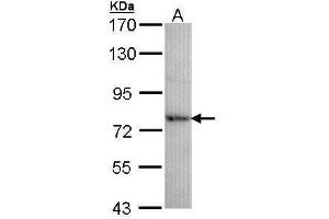 WB Image Sample (30 ug of whole cell lysate) A: H1299 7. (DDX41 antibody  (Center))