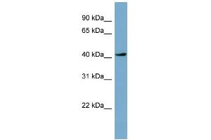WB Suggested Anti-TSSK2 Antibody Titration: 0.