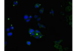 Immunofluorescent analysis of HepG2 cells using ABIN7148573 at dilution of 1:100 and Alexa Fluor 488-congugated AffiniPure Goat Anti-Rabbit IgG(H+L) (Corneodesmosin antibody  (AA 40-229))