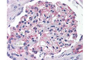 Anti-5HT1E Receptor antibody IHC of human kidney. (Serotonin Receptor 1E antibody  (Cytoplasmic Domain))