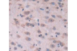 IHC-P analysis of Mouse Tissue, with DAB staining. (KIF5A antibody  (AA 2-211))