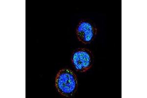 Immunofluorescence (IF) image for anti-Killer Cell Lectin-Like Receptor Subfamily C, Member 1 (KLRC1) antibody (ABIN2936813) (KLRC1 antibody)
