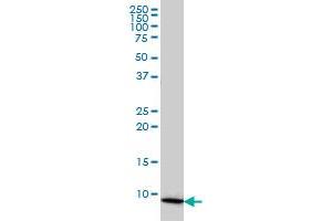 COX6B1 monoclonal antibody (M01A), clone 5D3 Western Blot analysis of COX6B1 expression in HL-60 . (COX6B1 antibody  (AA 1-86))