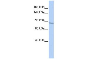 WB Suggested Anti-KCNB1 Antibody Titration:  0. (Kv2.1/KCNB1 antibody  (Middle Region))
