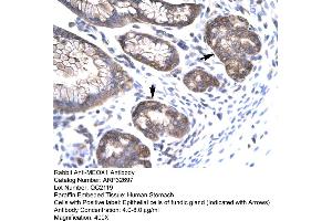 Human Stomach (MEOX1 antibody  (N-Term))