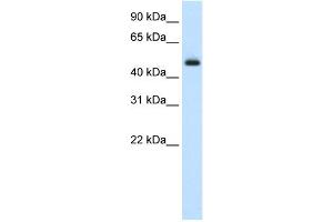 WB Suggested Anti-ELF3 Antibody Titration:  2.