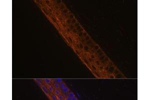 Immunofluorescence analysis of Mouse eye using MYH13 Polyclonal Antibody at dilution of 1:100 (40x lens). (MYH13 antibody)