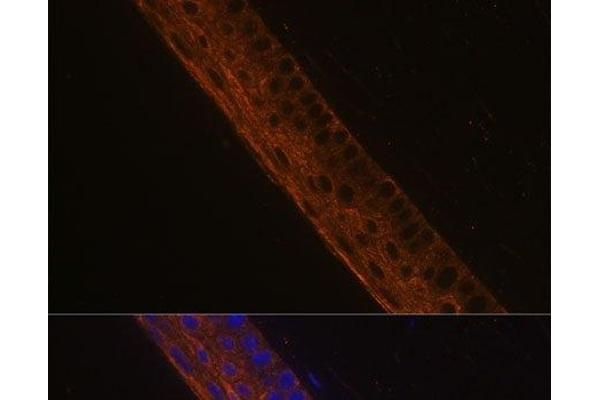 MYH13 antibody