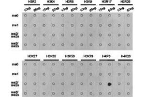 Dot-blot analysis of all sorts of methylation peptidesusing H4R3 me2a antibody. (Histone 3 antibody  (2meArg3 (asymetric)))