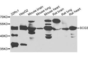 Western blot analysis of extracts of various cell lines, using SCG3 antibody (ABIN5975187) at 1/1000 dilution. (SCG3 antibody)