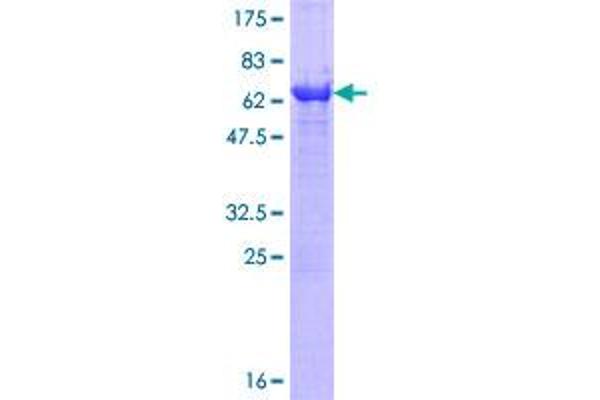 NME7 Protein (AA 1-376) (GST tag)