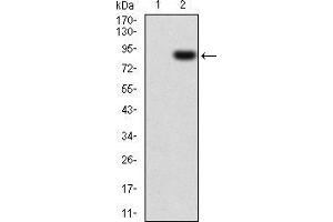 Western blot analysis using CSF1R mAb against HEK293 (1) and CSF1R (AA: 20-152)-hIgGFc transfected HEK293 (2) cell lysate.