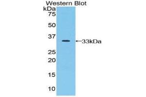 Western Blotting (WB) image for anti-Jagged 2 (JAG2) (AA 714-981) antibody (ABIN1859520) (JAG2 antibody  (AA 714-981))
