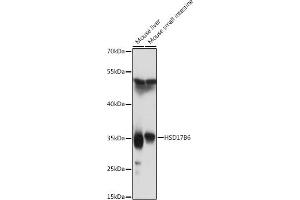 Western blot analysis of extracts of various cell lines, using HSD17B6 antibody (ABIN7267810) at 1:1000 dilution. (HSD17B6 antibody  (AA 178-317))