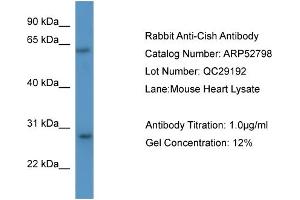 WB Suggested Anti-Cish  Antibody Titration: 0. (CISH antibody  (N-Term))
