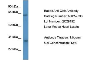 WB Suggested Anti-Cish  Antibody Titration: 0. (CISH antibody  (N-Term))