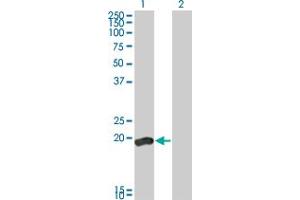 Western Blot analysis of DUSP3 expression in transfected 293T cell line by DUSP3 monoclonal antibody (M01A), clone 5B7.