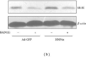 Western Blotting (WB) image for anti-Actin, beta (ACTB) (AA 1-50) antibody (ABIN724340)