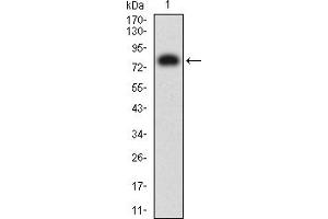 Western blot analysis using B7H3 mAb against human B7H3 (AA: extra 29-466) recombinant protein.