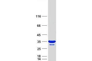 Validation with Western Blot (BPGM Protein (Transcript Variant 1) (Myc-DYKDDDDK Tag))