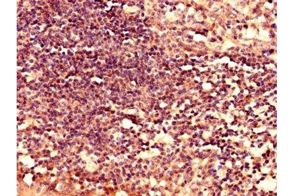 LY6H antibody  (AA 26-115)