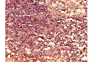 Immunohistochemistry analysis of human tonsil tissue using ABIN7158630 at dilution of 1:100 (LY6H antibody  (AA 26-115))
