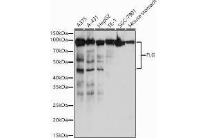 Western blot analysis of extracts of various cell lines, using FLG antibody (ABIN7267204) at 1:1000 dilution. (Filaggrin antibody)