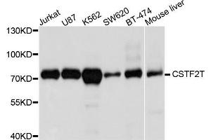 Western blot analysis of extracts of various cell lines, using CSTF2T antibody (ABIN5972585) at 1/1000 dilution.