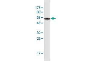 Western Blot detection against Immunogen (62. (AIFM2 antibody  (AA 1-339))