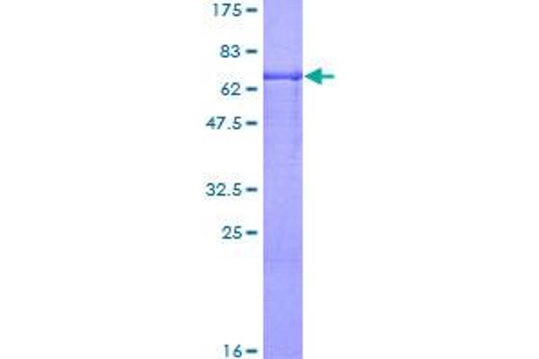 Intrinsic Factor Protein (AA 1-417) (GST tag)