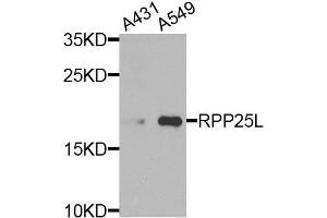 Western blot analysis of A431 and A549 of various cells, using RPP25L antibody.