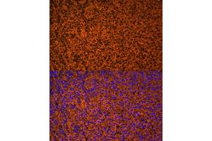 Immunofluorescence analysis of mouse embryos cells using PTCH1 antibody (ABIN7269184) at dilution of 1:100. (Patched 1 antibody  (AA 770-970))