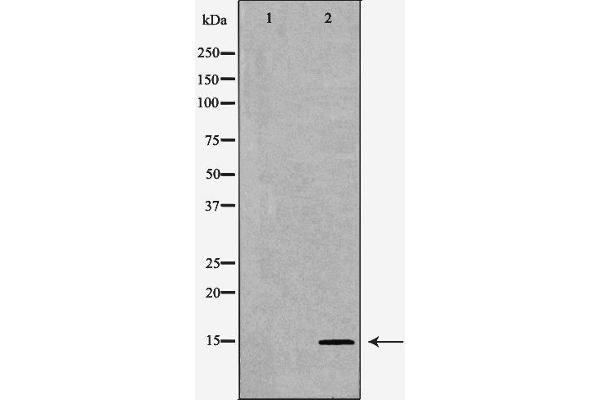 Eppin antibody  (C-Term)
