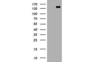 Image no. 1 for anti-Protocadherin 7 (PCDH7) antibody (ABIN1500050) (PCDH7 antibody)