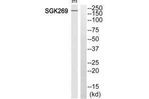 Western blot analysis of extracts from 3T3 cells, using SGK269 antibody. (PEAK1 antibody  (N-Term))