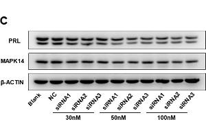 MAPK14 siRNA reduces PRL production in GH3 cells.