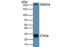 Western blot analysis of Mouse Brain Tissue. (MAP1A antibody  (AA 2552-2759))