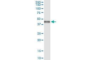 Immunoprecipitation of BHMT2 transfected lysate using anti-BHMT2 MaxPab rabbit polyclonal antibody and Protein A Magnetic Bead , and immunoblotted with BHMT2 purified MaxPab mouse polyclonal antibody (B01P) . (BHMT2 antibody  (AA 1-363))