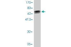 Western Blot detection against Immunogen (69. (DNAJA4 antibody  (AA 1-397))