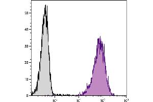 Mouse pre-B cell line 18-81 was stained with Rat Anti-Mouse BP-1-PE. (eIF4EBP1 antibody  (Biotin))