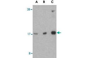 Western blot analysis of RHEB in mouse brain tissue lysate with RHEB polyclonal antibody  at (A) 1, (B) 2, and (C) 4 ug/mL . (RHEB antibody  (Internal Region))