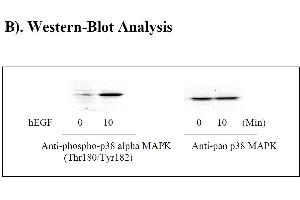Image no. 3 for Mitogen-Activated Protein Kinase 14 (MAPK14) ELISA Kit (ABIN625242)