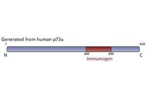 Image no. 2 for anti-Tumor Protein P73 (TP73) (AA 380-367) antibody (ABIN967629) (Tumor Protein p73 antibody  (AA 380-367))