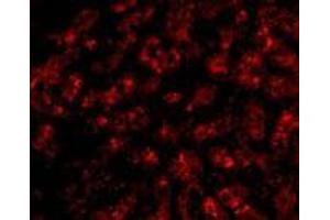 Immunofluorescence of ApoA1 in human liver tissue with AP30068PU-N ApoA1 antibody at 20 μg/ml.