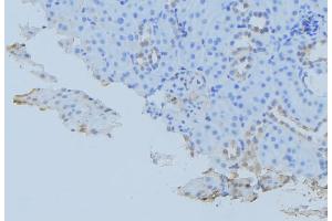 ABIN6279448 at 1/100 staining Mouse kidney tissue by IHC-P. (GORASP1 antibody  (Internal Region))