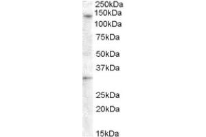 Image no. 1 for anti-G Protein-Coupled Receptor 125 (GPR125) (Internal Region) antibody (ABIN374967) (GPR125 antibody  (Internal Region))
