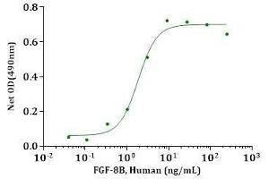 FGF-8B, Human stimulates cell proliferation of Balb/3T3 cells. (FGF8 Protein (AA 23-215))