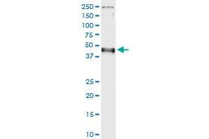Immunoprecipitation of IRF9 transfected lysate using anti-IRF9 MaxPab rabbit polyclonal antibody and Protein A Magnetic Bead , and immunoblotted with IRF9 purified MaxPab mouse polyclonal antibody (B01P) . (IRF9 antibody  (AA 1-393))