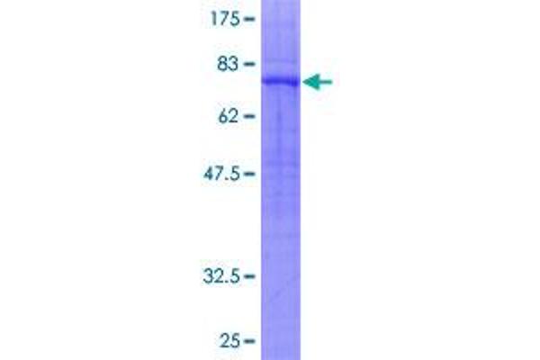 GPR39 Protein (AA 1-453) (GST tag)