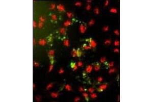 Immunofluorescence analysis of AP18157PU-N PPP2R2B Antibody (Center) with hela cells. (PPP2R2B antibody  (AA 110-139))